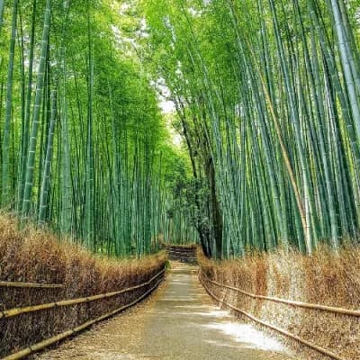 Arashiyama Bamboo Grove