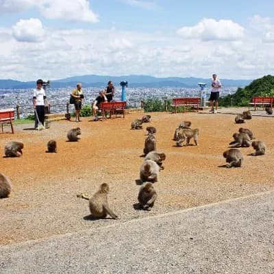 Iwatayama Monkey Park