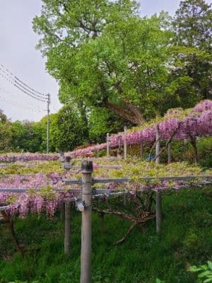 Achi Wisteria